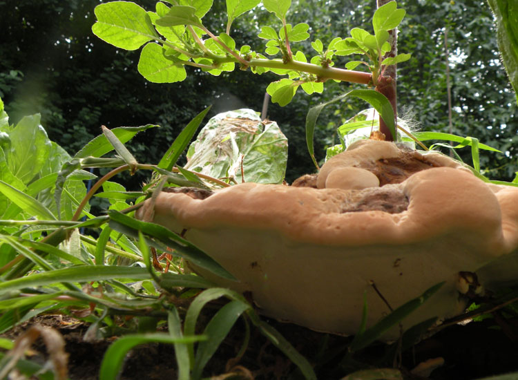 Ganoderma sp
